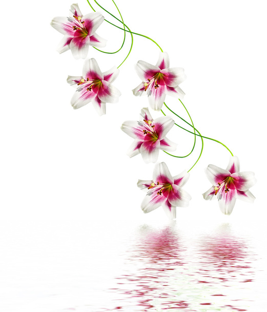 Квіти лілії ізольовані на білому тлі
 - Фото, зображення