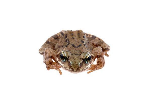 Brązowy Europejskiej żaba na białym tle - Zdjęcie, obraz