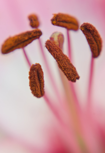 Stamens and pestle of a pink lily - Photo, Image