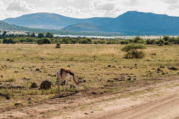 Impala (antilop), Pilanesberg nemzeti park. Dél-Afrika. - Fotó, kép