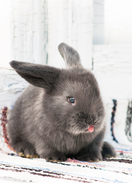 Dilini çıkarmış sevimli tavşan. - Fotoğraf, Görsel