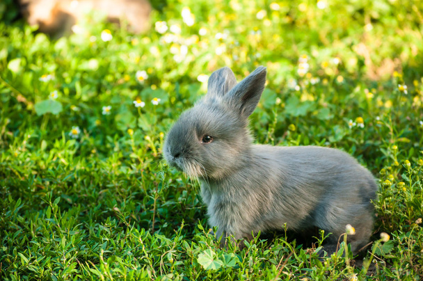 夏の庭でかわいいウサギ - 写真・画像