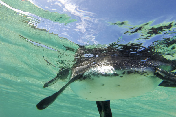 Pingwin równikowy pływanie pod wodą. Galagapos, Ekwador - Zdjęcie, obraz