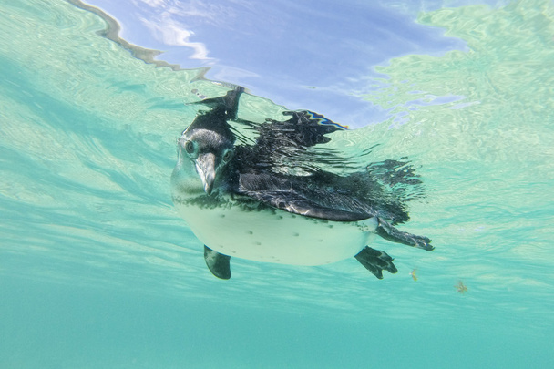 ガラパゴス ペンギンの水中水泳します。Galagapos、エクアドル - 写真・画像