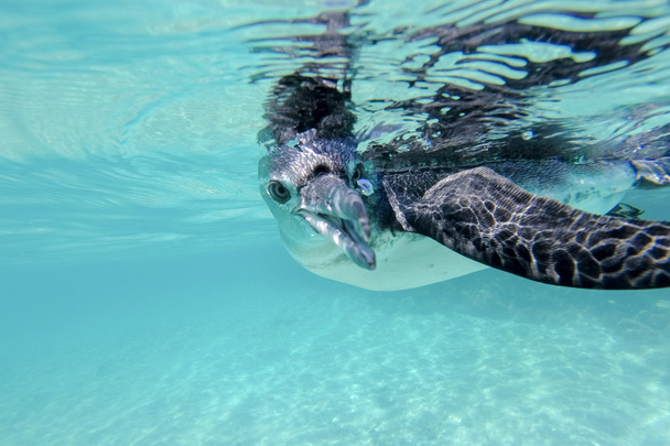 Галапагосский пингвин плавает под водой. Галагапос, Эквадор
 - Фото, изображение