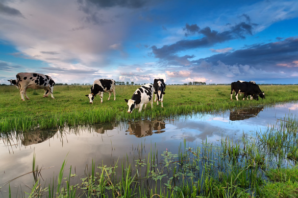 few cows grazing on pasture by river - Photo, Image