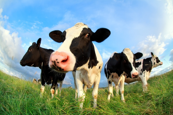 cows close up on pasture - Foto, Bild