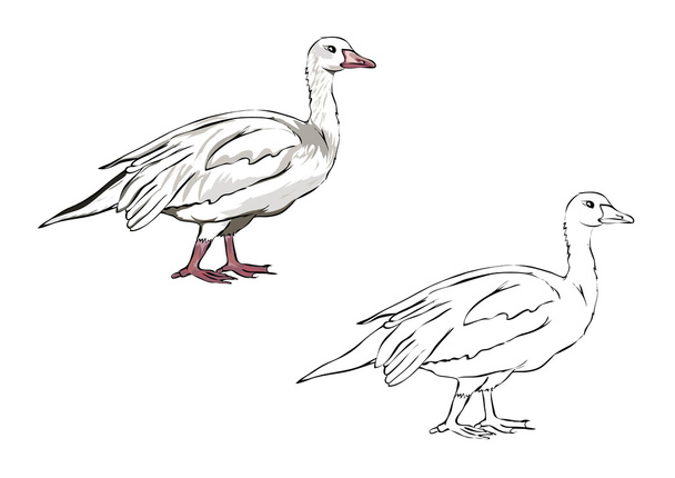 Goose - Vektor, obrázek