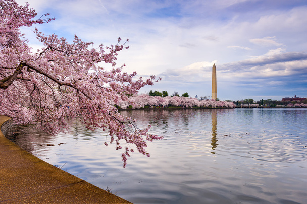 Вашингтон весной
 - Фото, изображение