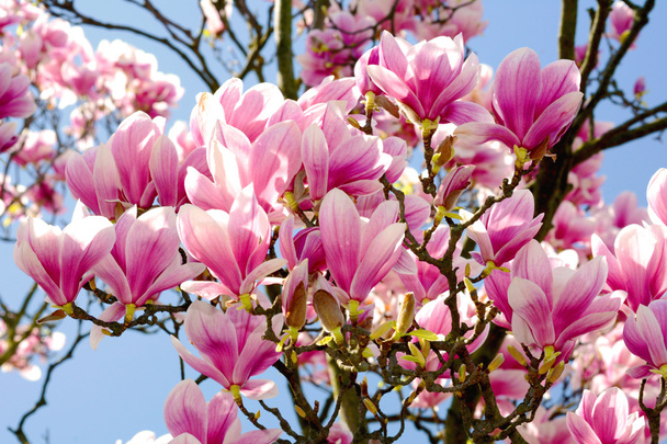 Magnolia - Foto, imagen