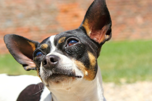 Kurioses Chihuahua-Porträt - Foto, Bild