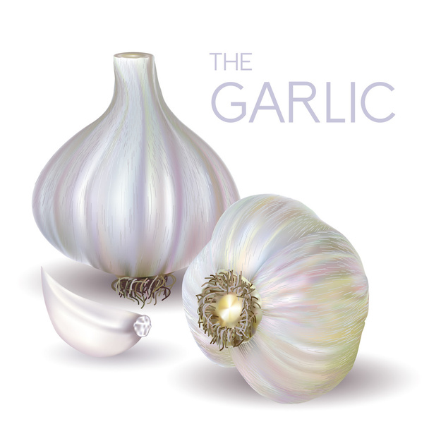 garlic bulb and slice - Vektori, kuva