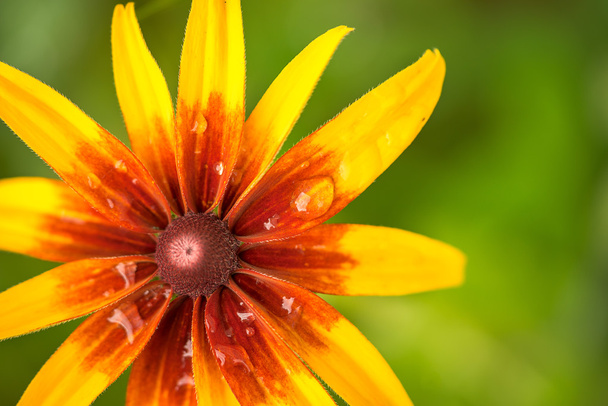 flor de rudbeckia laranja e amarela brilhante no tiro macro jardim. com fundo verde natural borrado e copyspace para o seu texto
. - Foto, Imagem