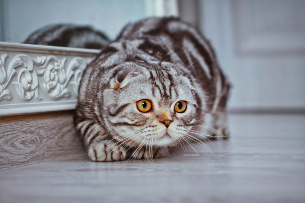 Серый кот лежит на полу. игра в кошки, скотч фолд
 - Фото, изображение