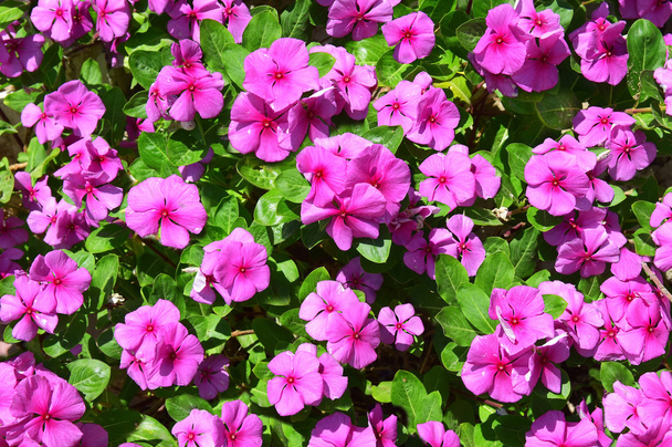 Roze impatiens bloemen - Foto, afbeelding