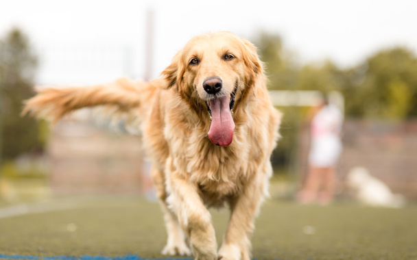 Golden retriever portrait de chien dans le parc
 - Photo, image