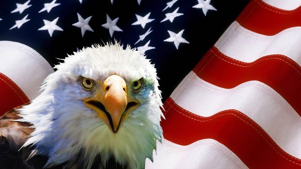 North American Bald Eagle on American flag  - Photo, Image