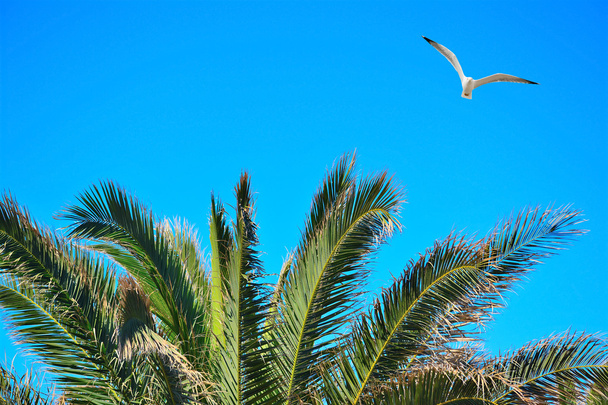 gaivota voando sobre uma palmeira
 - Foto, Imagem