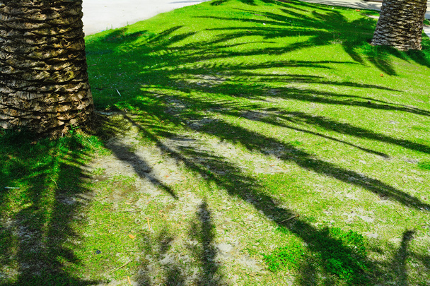 dlaně stín na zelené louce v Alghero - Fotografie, Obrázek