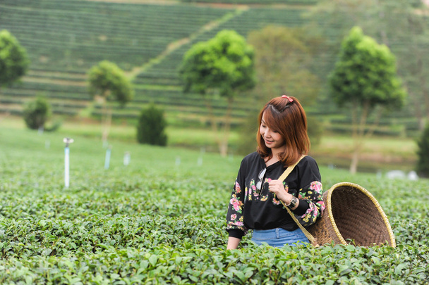 Asia hermosa mujer recogiendo hojas de té en una plantación de té, hap
 - Foto, Imagen