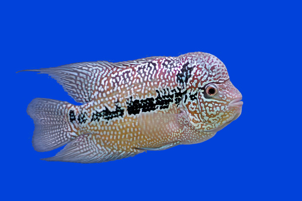 flowerhorn cichlid or cichlasoma fish - Photo, Image