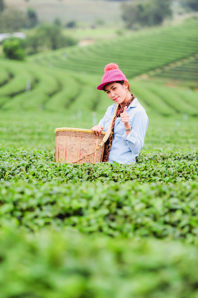 Ασία όμορφη γυναίκα να πάρει τσάι φύλλα σε μια μπαμπού-θάλασσα, hap - Φωτογραφία, εικόνα