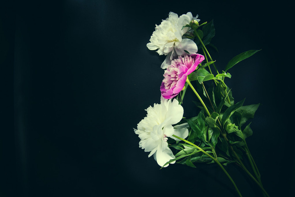 Colorful flowers on black backgroung - colorful peonies - Foto, Imagen