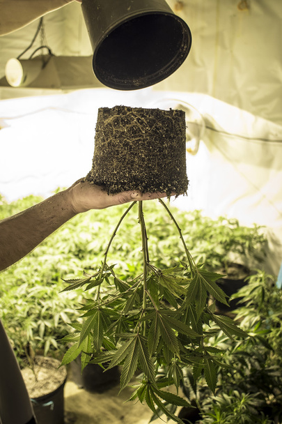 Marijuana impianto tenuto a testa in giù durante il trapianto
 - Foto, immagini