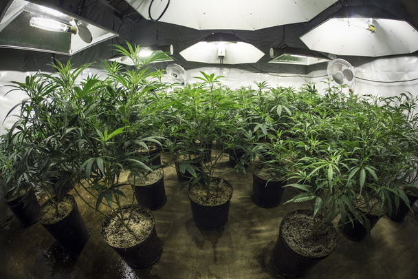 Комната для выращивания марихуаны в помещении с растениями в почве под огнями
 - Фото, изображение
