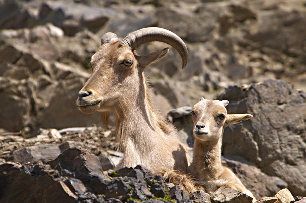 Barbary sheeps - Photo, Image