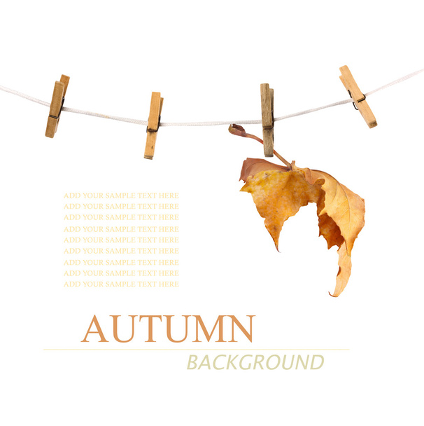 Maple branch hanging on clothesline isolated on background - Photo, Image