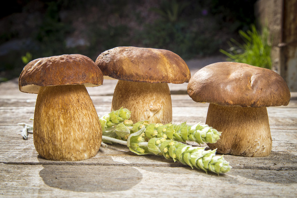 Свіжі гриби Болета Еділа на дерев'яному столі
 - Фото, зображення
