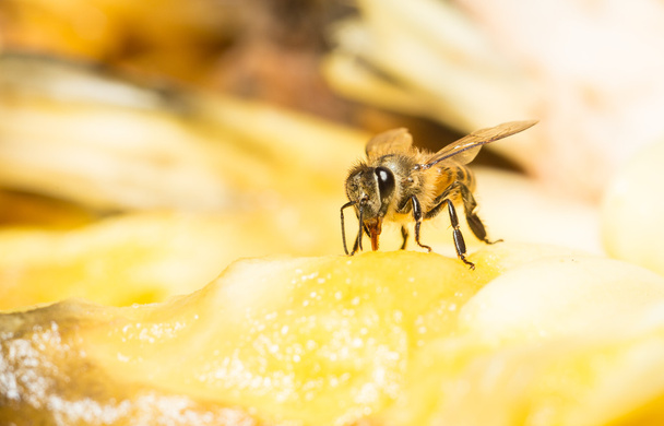 bee collected sweet - Photo, Image