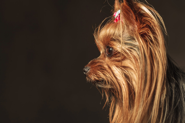 Zijaanzicht van een schattig yorkie pup op zoek naar iets - Foto, afbeelding