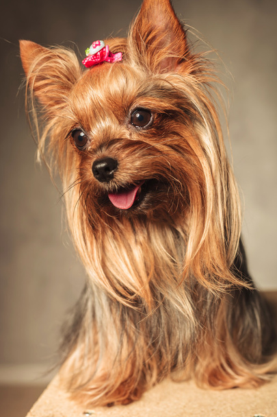 feliz yorkshire terrier cachorro jadeo perro
 - Foto, imagen