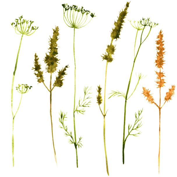 Set of watercolor drawing herbs - Vettoriali, immagini