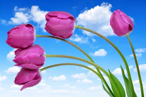 zroszone fioletowe tulipany - Zdjęcie, obraz