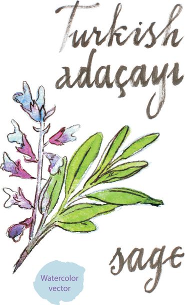 Salvia acuarela
 - Vector, Imagen