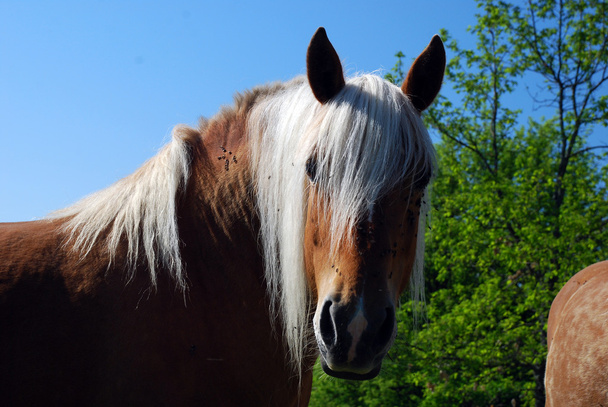 Beau cheval dans la région Limousin
 - Photo, image
