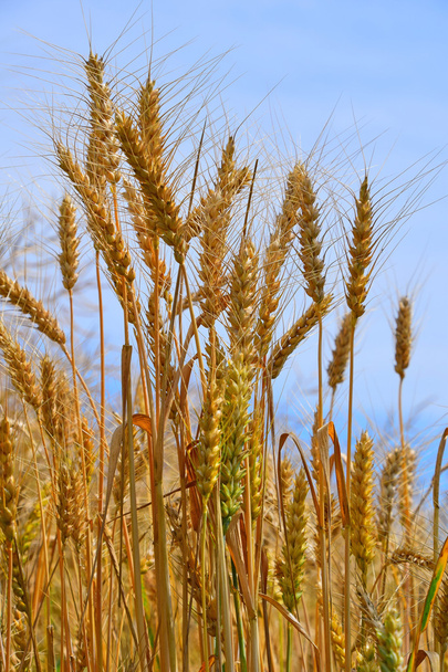 Pole zralého zralé pšenice uši pod modrou oblohou - Fotografie, Obrázek