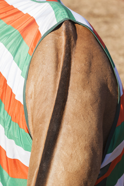 Pielęgnacja szyi konia - Zdjęcie, obraz