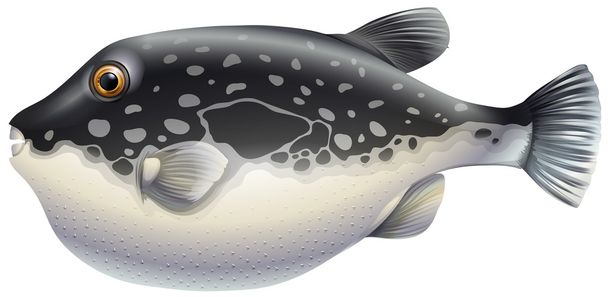 Puffer fish - Vector, Image