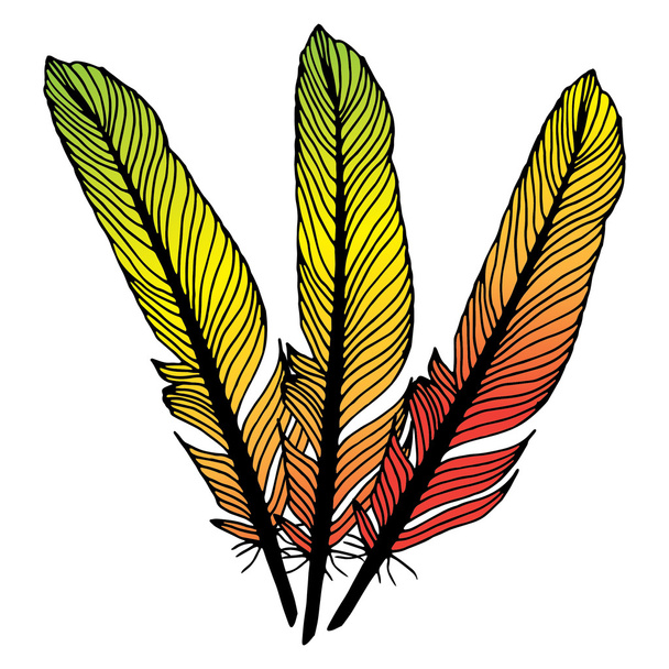 Illustration de plumes vives
 - Vecteur, image