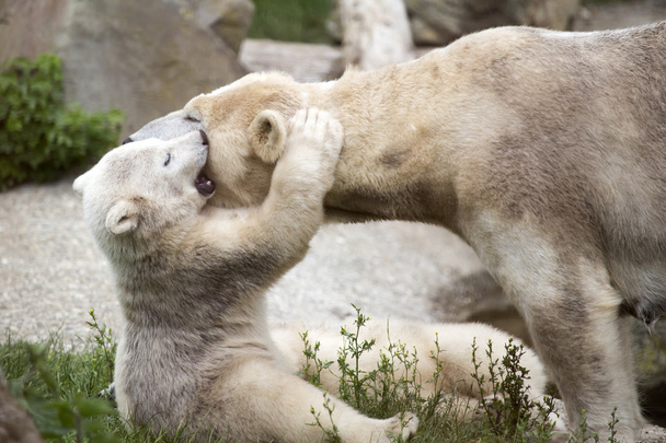 Polar bear cub is hugging mother - Φωτογραφία, εικόνα