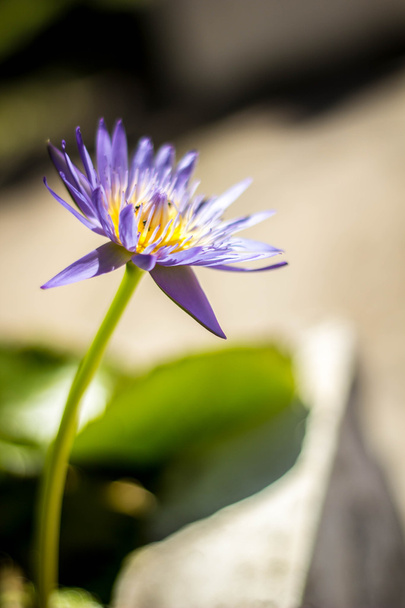Lotus bleu sur l'étang
 - Photo, image