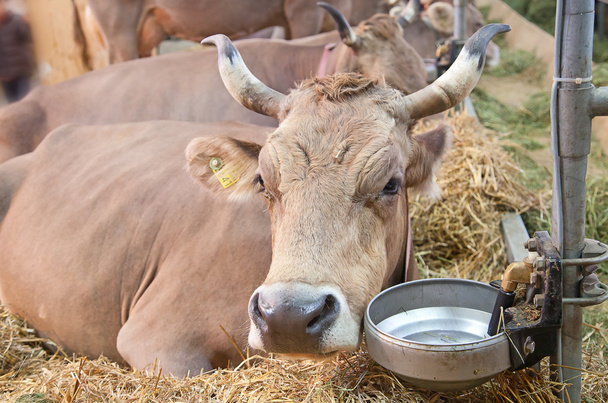 Ελβετική αγελάδα αγρόκτημα - Φωτογραφία, εικόνα