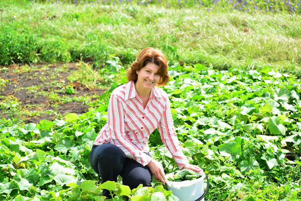 Woman harvests of cucumbers on  summer residence - 写真・画像