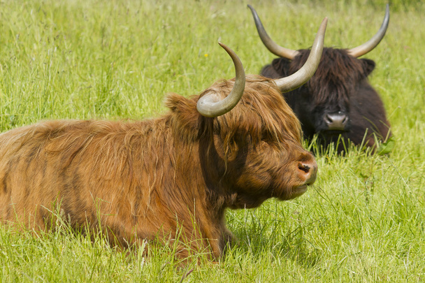 Шотландский нагорный скот в Медоу
 - Фото, изображение