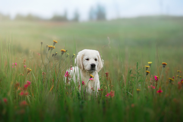 Dog Golden Retriever em flores
 - Foto, Imagem