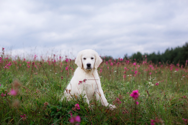 Dog Golden Retriever in flowers - Фото, изображение